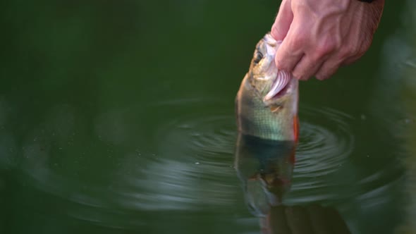 The Angler Released the Perch Into the Lake alt