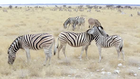 Burchell's zebra with foal nibbling fur alt