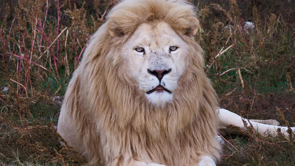 White Lion Lies on Grass alt