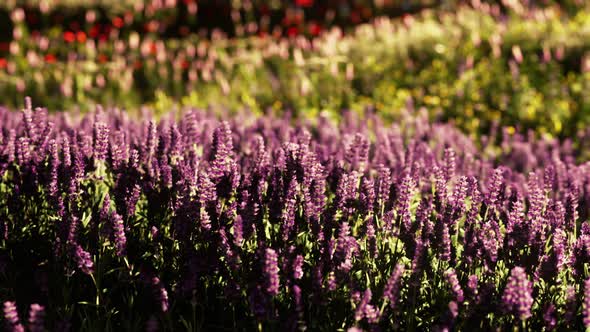 Beautiful Summer Meadow with Wild Flowers in Grass Against of Dawn Morning alt