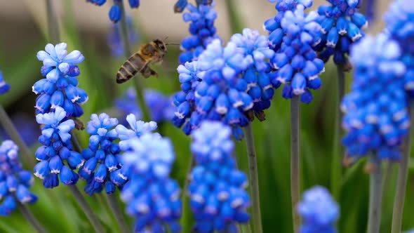 Bee Flying Near Muscari Flower alt