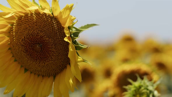 Beautiful Natural Plant Sunflower In Sunflower Field In Sunny Day 28 alt