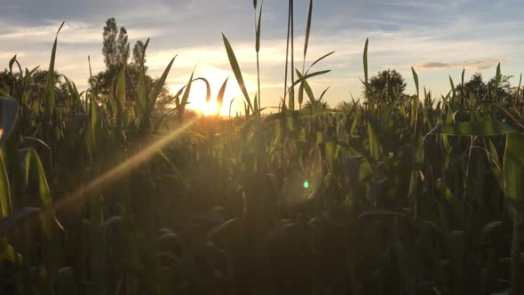 Agriculture Farming Food Industry alt