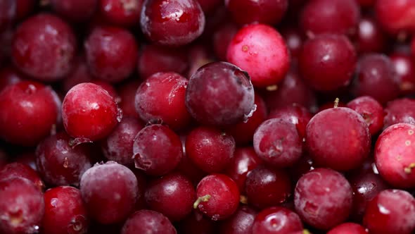 Red Frozen Lingonberry Closeup on a Rotating Stand