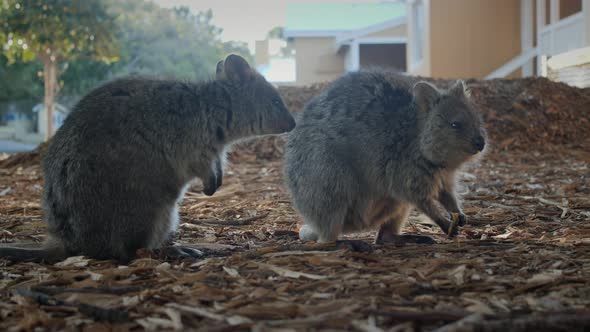 Rottnest Island Quoka alt