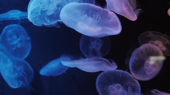 Jellyfish Move In The Water On A Blue Background