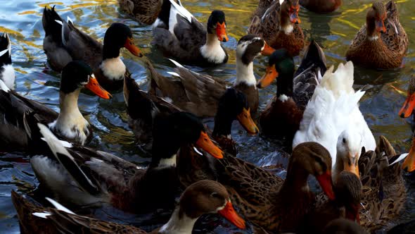 Bird Animal Duck In Lake 13