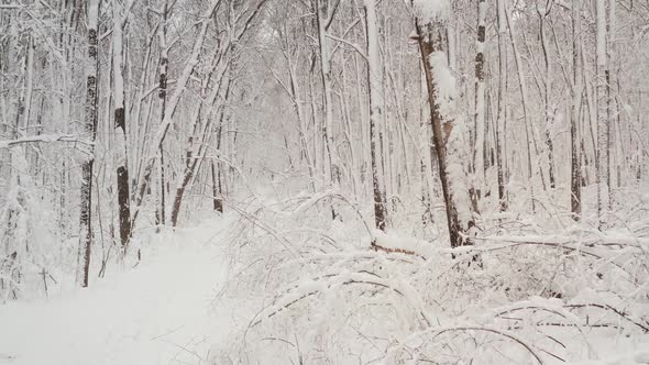 Deep Winter in the Forrest - Aerial Flight. Snow Covered Trees in the Forest, Shot From a alt