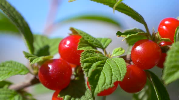 Red Ripe Cherry on Tree in Summer Time