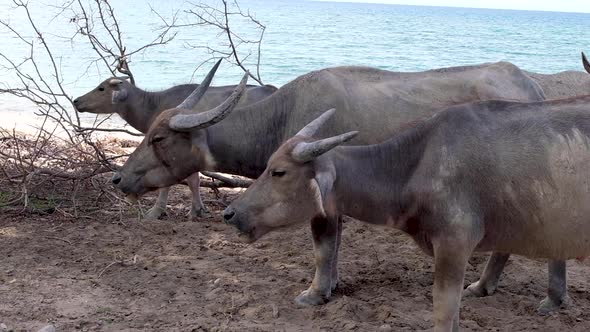 Herd of domestic Asian horned water buffalo grazing, chewing and eating on the coast in South East A alt