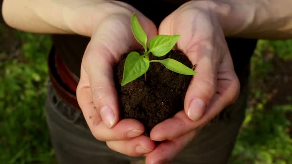 A Young Woman Holds a Handful of Soil with a Growing Seedling.
