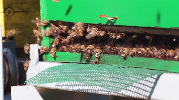 Swarm of Honey Bees colling the hive with their wings on a hot sunny day. alt