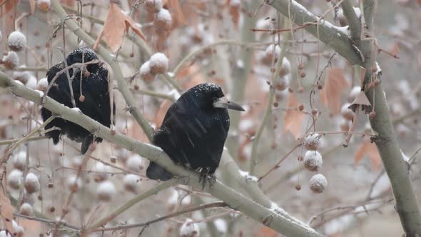 Two rook Corvus frugilegus in a winter. Falling snow. Close up