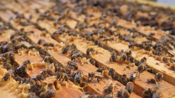 A Colony of Bees Swarms in the Hive