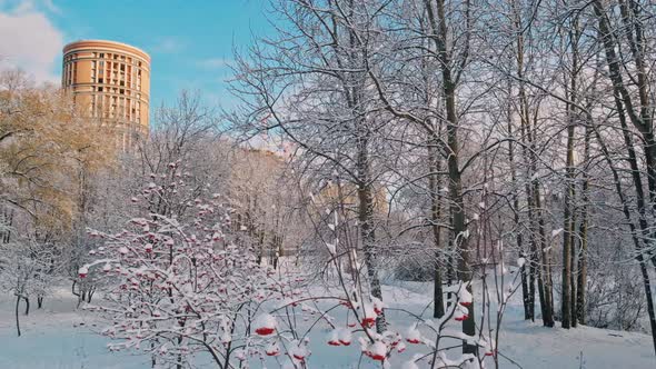 Red Rowan Berries Under The First Snow alt