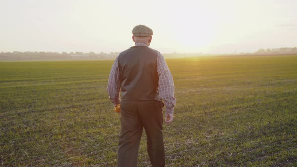 Senior Farmer Walks on Evening Field with Corn Stalks in Hands alt