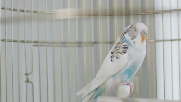 Small parrot sitting in a cage alt