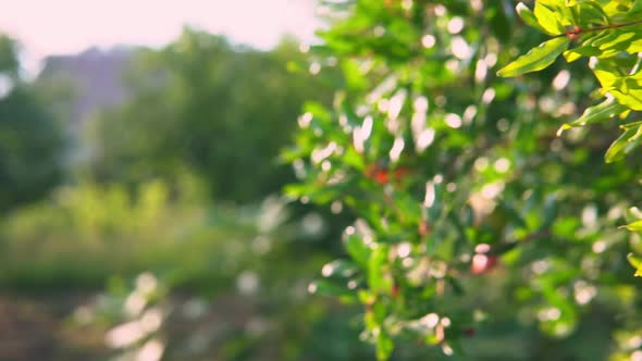 Blooming Pomegranate Tree