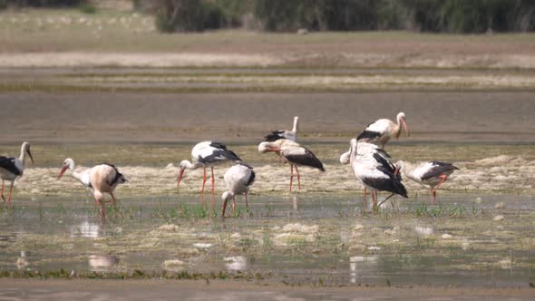 Group of Storks in A Lake in Morocco alt