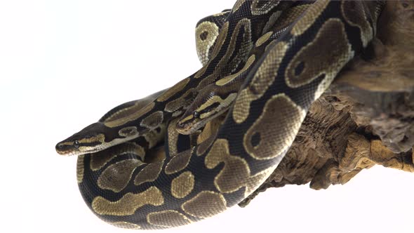 Royal Python or Python Regius on Wooden Snag in Studio Against a White Background. alt