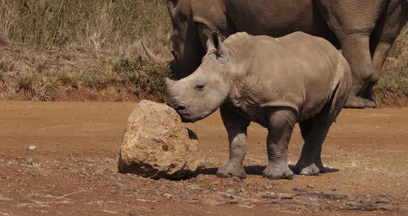 White Rhinoceros, ceratotherium simum, Mother and Calf, Nairobi Park in Kenya, Real Time 4K alt
