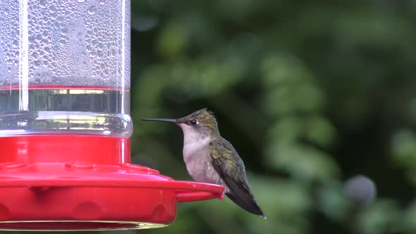 Ruby Throated Hummingbird female feeds on nectar