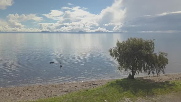 Lake with black swans