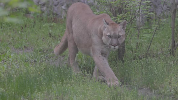 Beautiful Puma in Spring Forest alt