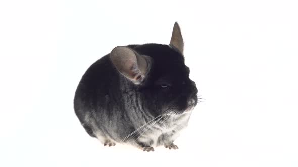 Wide Full Body Side View of a Cute Grey Chinchilla Isolated on a