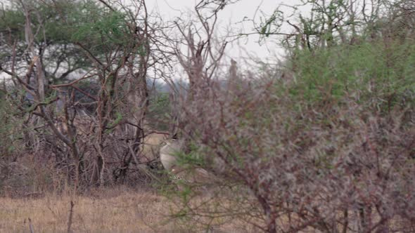Kori Bustard Walking Behind The Bare Bushes At The Savannah In Botswana - Panoramic Shot alt
