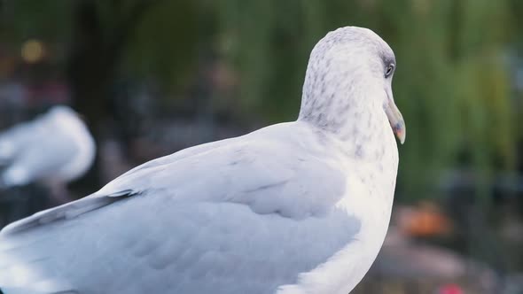 Beautiful Seagulls Looking Around Its Environment. - close up alt