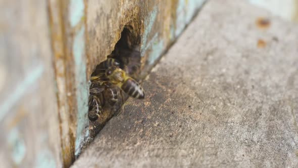 Honey Bees Fly Into a Hole in the Hive and Carry Collected Pollen on Their Legs. alt