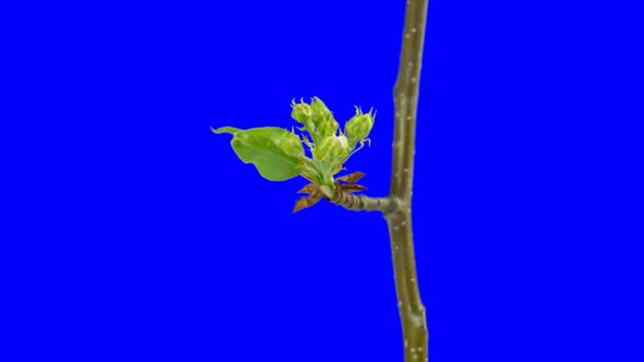 Apple Flowers Blooming From Bud To Inflorescence. Time Lapse With Alpha Channel