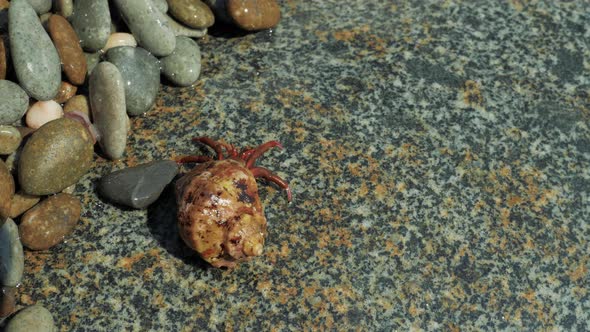 Hermit Crab Crawling near Pebbles on Seashore of Black Sea