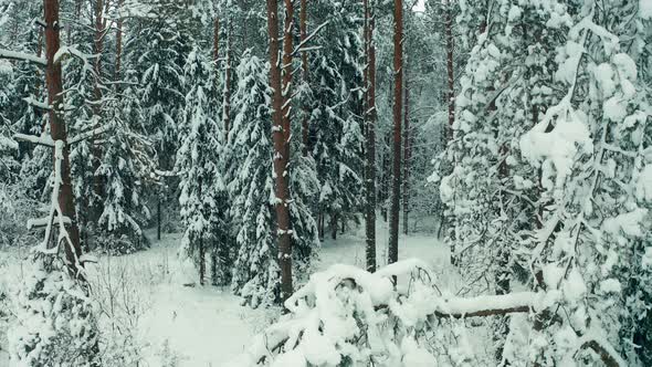 Winter forest camera movement between snowy trees.