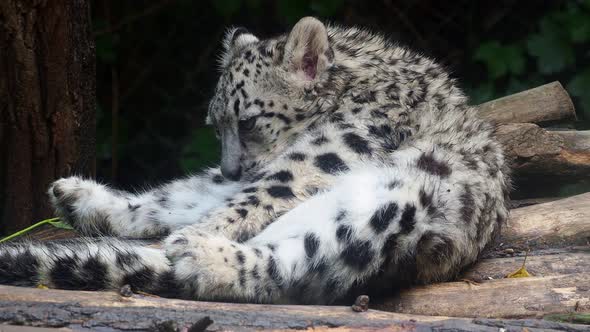 Baby snow leopard (Panthera uncia). Young snow leopard licks its fur. alt