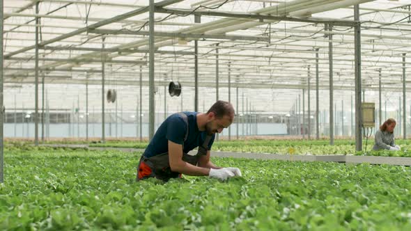 Agronomist in a Greenhouse Inspecting the Soil alt