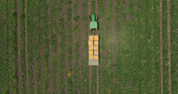 Farmers picking and loading Melons onto crates in a field. alt