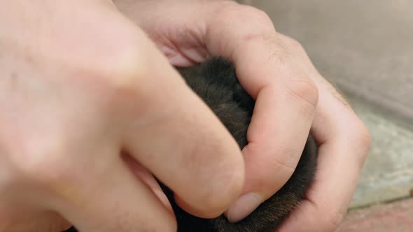 A Closeup of a Man's Hand Removes a Large Tick From the Dog's Skin alt