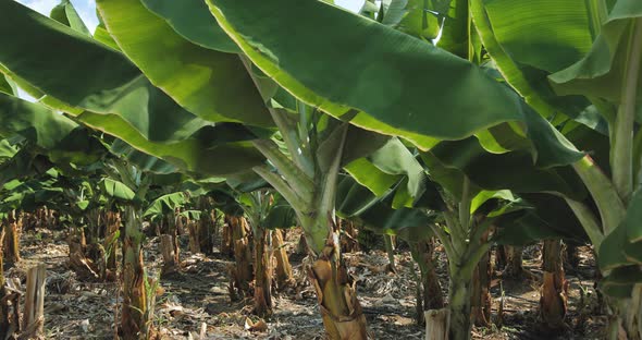 Banana Trees on the Plantation