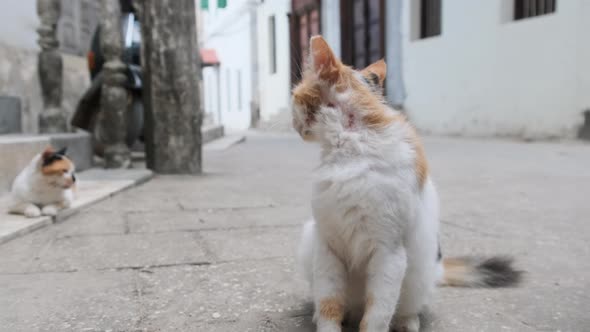 Homeless Shabby Tricolor Cat in Africa on Street of Dirty Stone Town Zanzibar alt