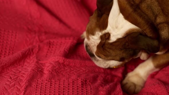 Closeup Portrait of Funny English Bulldog Dog Playing with Golden Toy Ball at Xmas Eve on Sofa Near alt