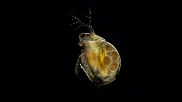 Daphnia Pulex Under the Microscope alt