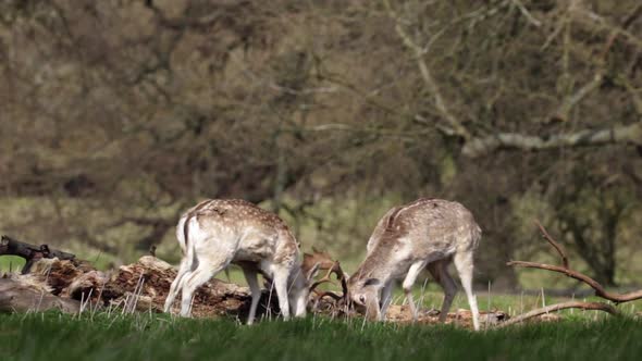 Two Young Speckled Wild Male Fallow Deer Play Rutting