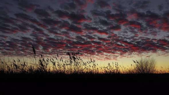 Reeds Swaying in the Wind Against a Background of Red Clouds