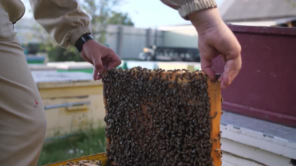 Beekeeper Looks Frame From a Bee Hive for Honey