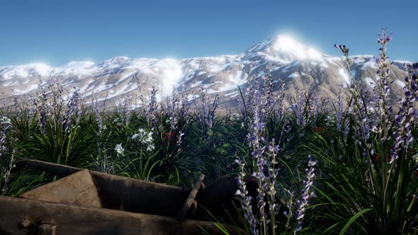 Lavender Field with Blue Sky and Mountain Cover with Snow alt