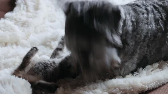 Dog playing with small kitten