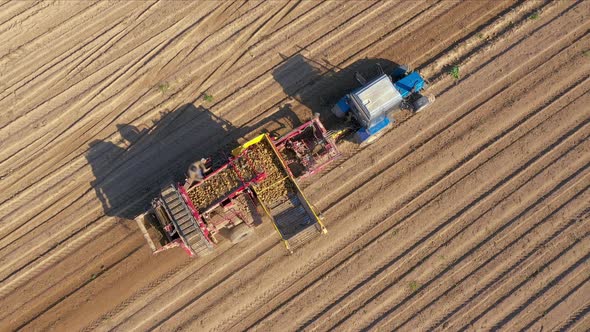 Harvesting Ripe Potatoes By Tractor Driving Through A Rural Field alt
