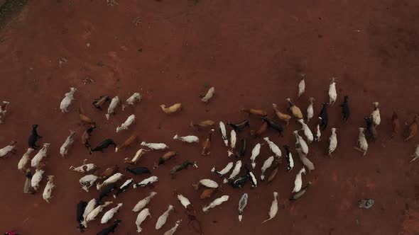 Africa Mali Village And Ox Aerial View